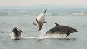 Dolphins jumping out of the water, creating splashes in a serene marine environment.